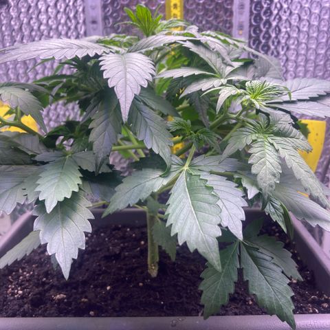 MAAH #2 growlog timeline photo