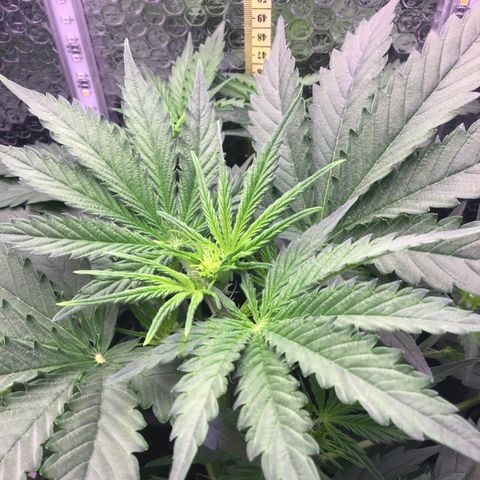 MA3G #5 growlog timeline photo