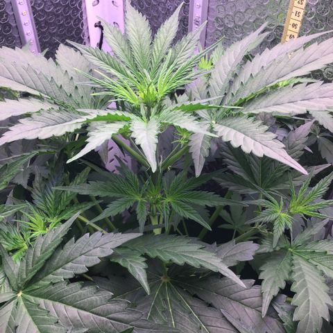 MA3G #5 growlog timeline photo