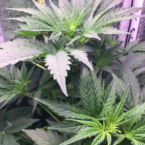 MA3G #5 growlog timeline photo
