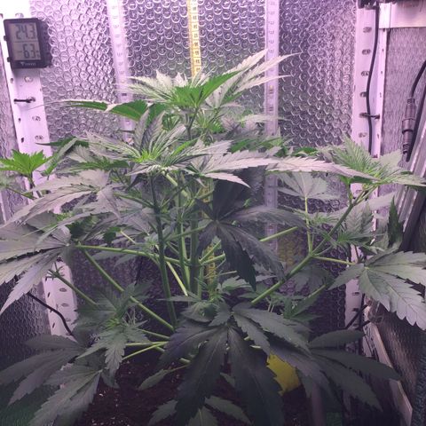MA3G #5 growlog timeline photo