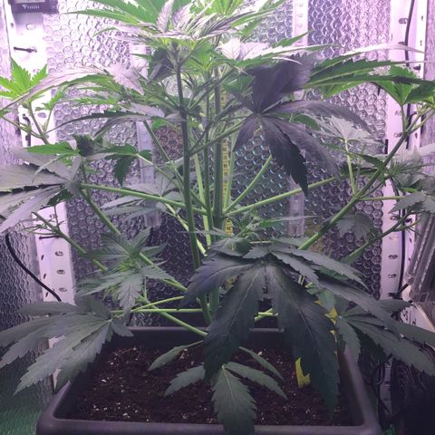 MA3G #5 growlog timeline photo
