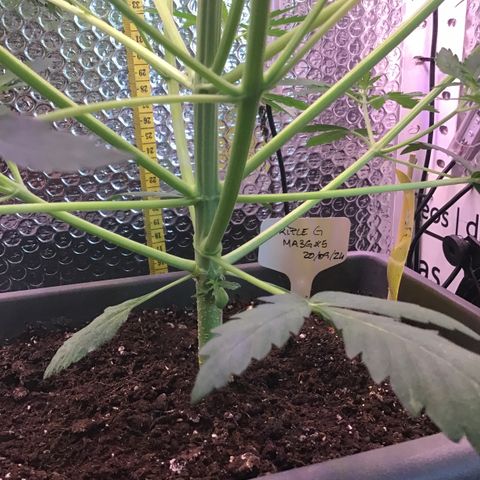 MA3G #5 growlog timeline photo
