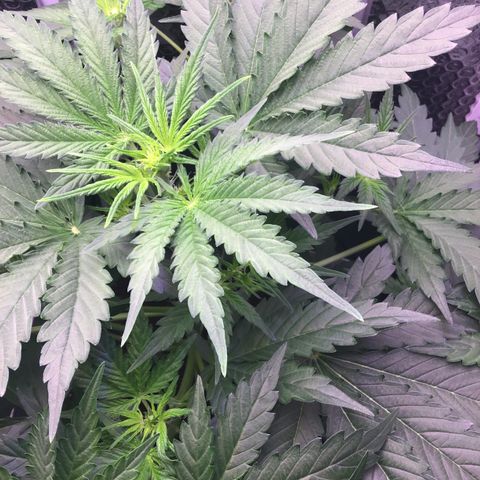 MA3G #5 growlog timeline photo