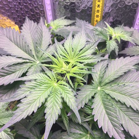 MAAH #2 growlog timeline photo