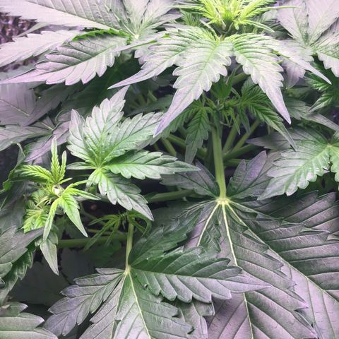 MAAH #2 growlog timeline photo