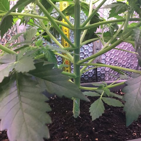 MAAH #2 growlog timeline photo