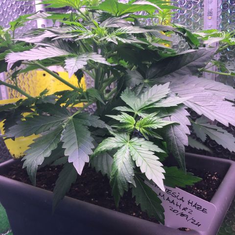 MAAH #2 growlog timeline photo