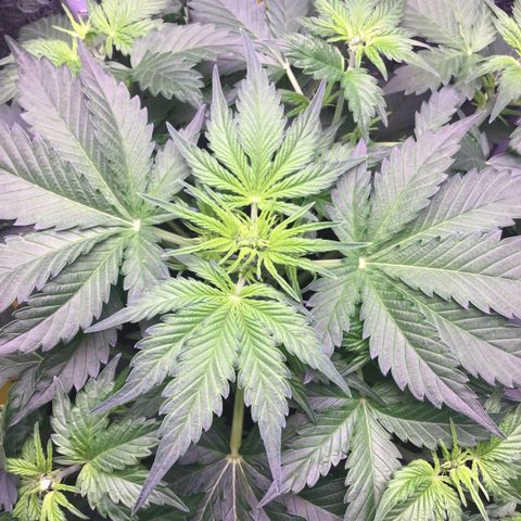 MAAH #2 growlog timeline photo
