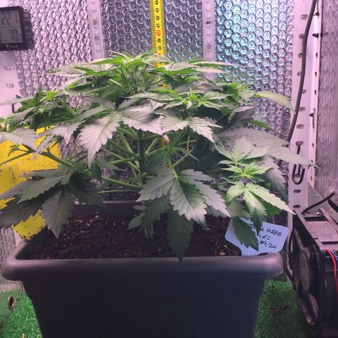MAAH #2 growlog timeline photo