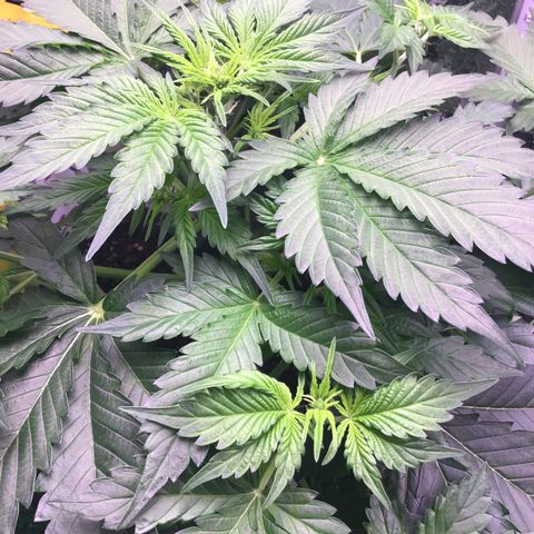 MAAH #2 growlog timeline photo