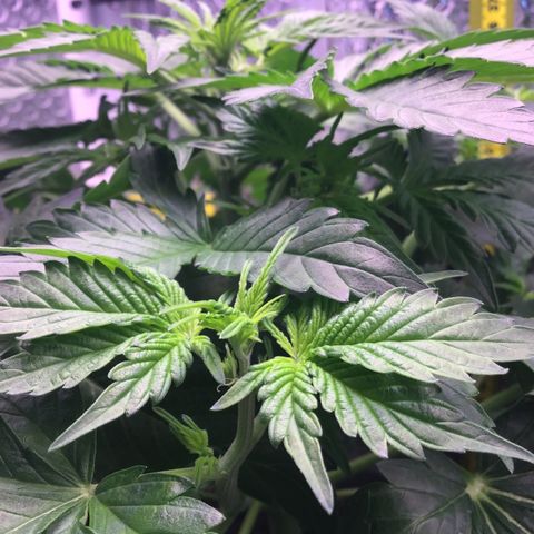 MAAH #2 growlog timeline photo