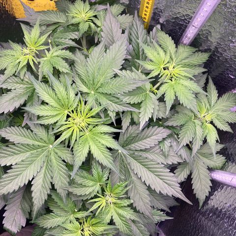 MAAH #2 growlog timeline photo