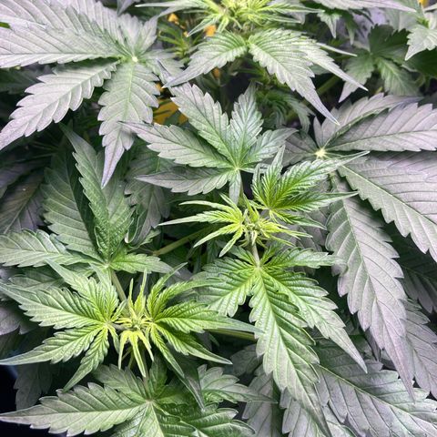 MAAH #2 growlog timeline photo