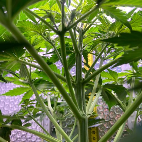 MAAH #2 growlog timeline photo