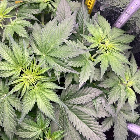 MAAH #2 growlog timeline photo