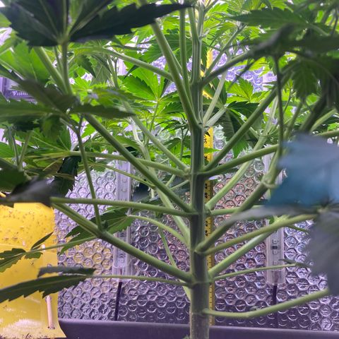 MAAH #2 growlog timeline photo