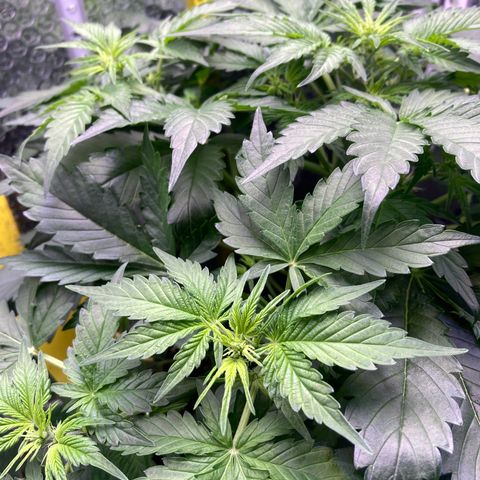 MAAH #2 growlog timeline photo