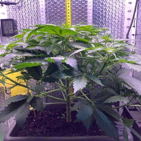 MAAH #2 growlog timeline photo