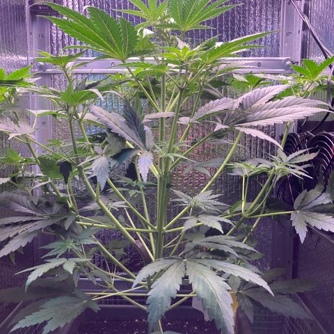 MA3G #5 growlog timeline photo