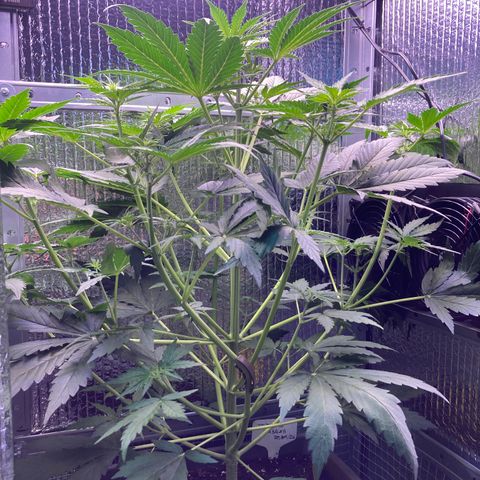 MA3G #5 growlog timeline photo