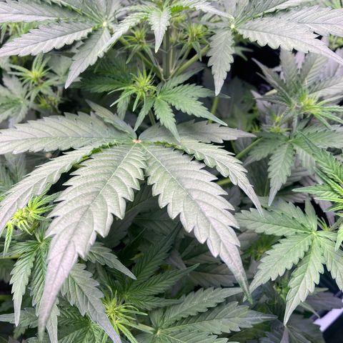 MA3G #5 growlog timeline photo