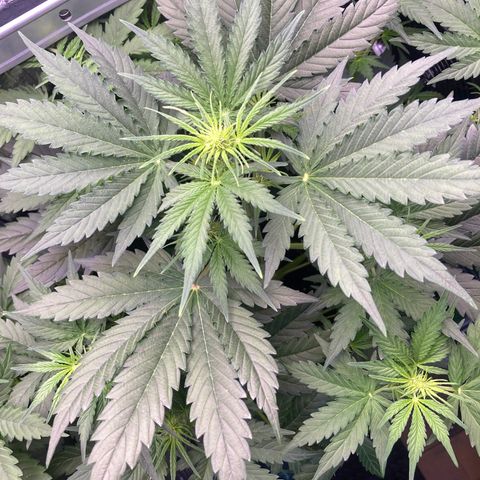 MA3G #5 growlog timeline photo