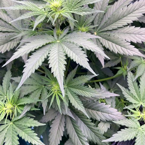 MA3G #5 growlog timeline photo