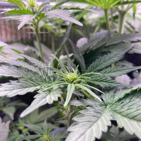 MA3G #5 growlog timeline photo