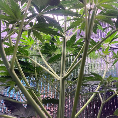 MA3G #5 growlog timeline photo