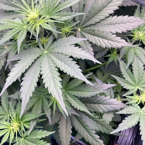 MA3G #5 growlog timeline photo