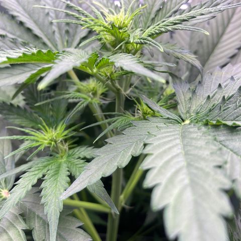 MA3G #5 growlog timeline photo