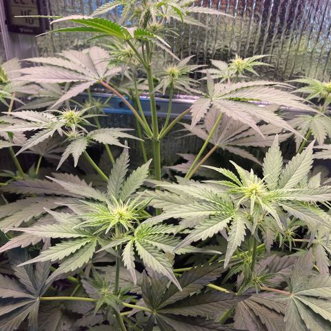 MA3G #5 growlog timeline photo