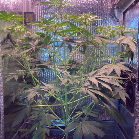 MA3G #5 growlog timeline photo