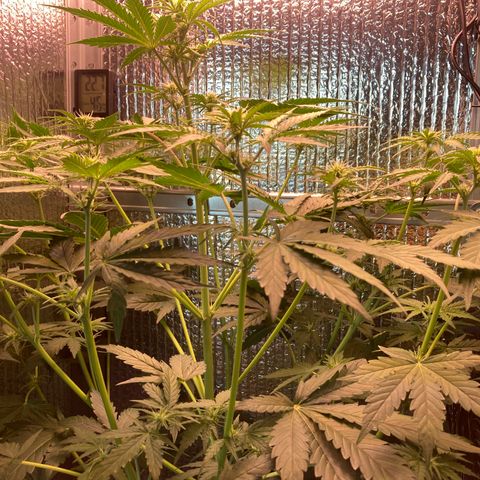 MA3G #5 growlog timeline photo