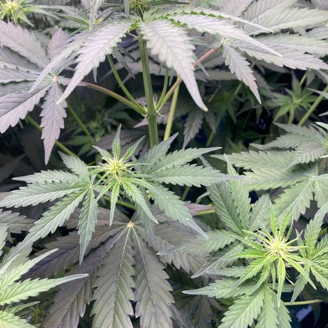 MA3G #5 growlog timeline photo