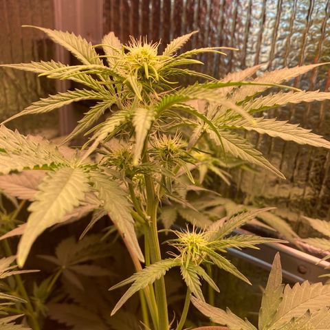 MA3G #5 growlog timeline photo