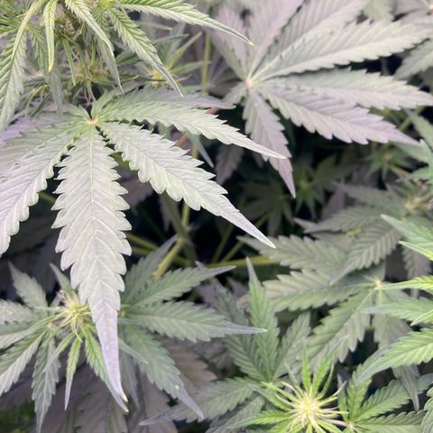 MA3G #5 growlog timeline photo