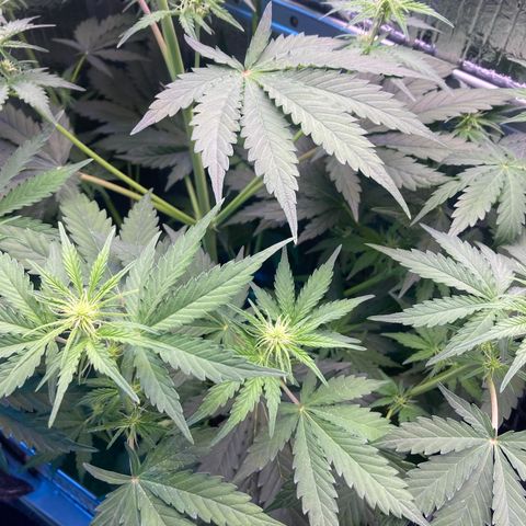 MA3G #5 growlog timeline photo