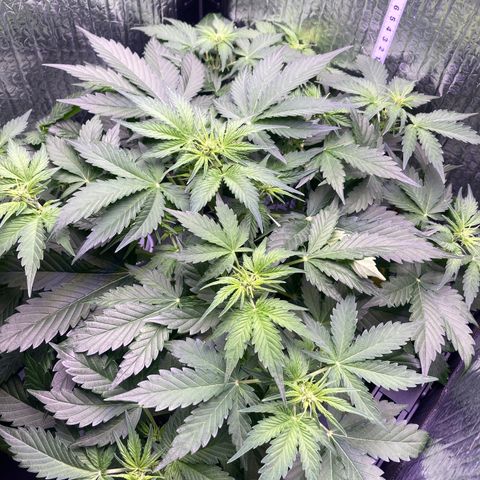 MAAH #2 growlog timeline photo
