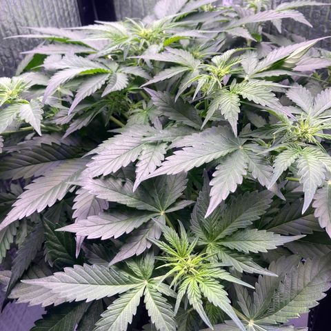 MAAH #2 growlog timeline photo