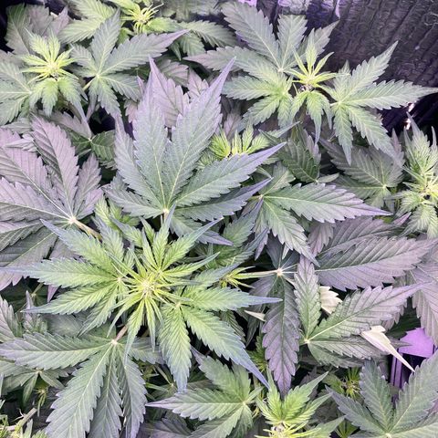 MAAH #2 growlog timeline photo