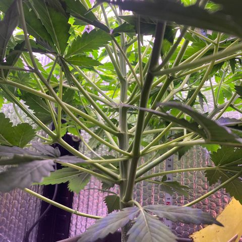MAAH #2 growlog timeline photo