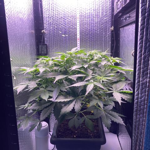 MAAH #2 growlog timeline photo