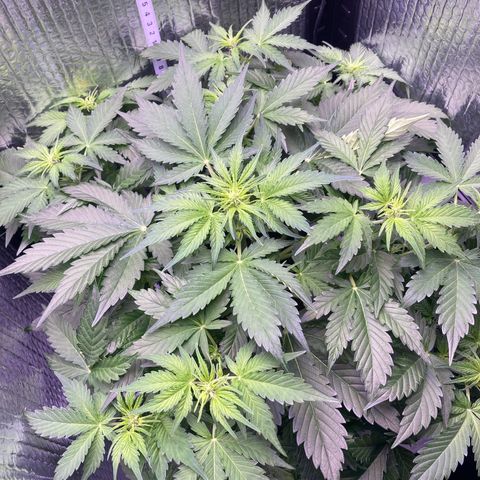 MAAH #2 growlog timeline photo