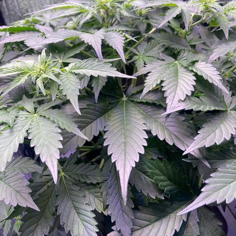 MAAH #2 growlog timeline photo