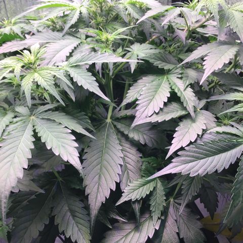 MAAH #2 growlog timeline photo