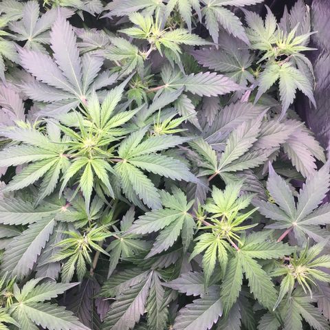MAAH #2 growlog timeline photo