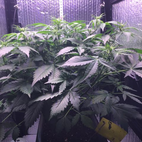 MAAH #2 growlog timeline photo