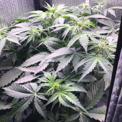 MAAH #2 growlog timeline photo